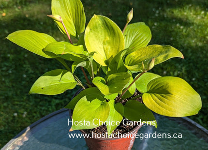 Lemontini (7"x18") - Hosta Choice Gardens - Becancour, QC