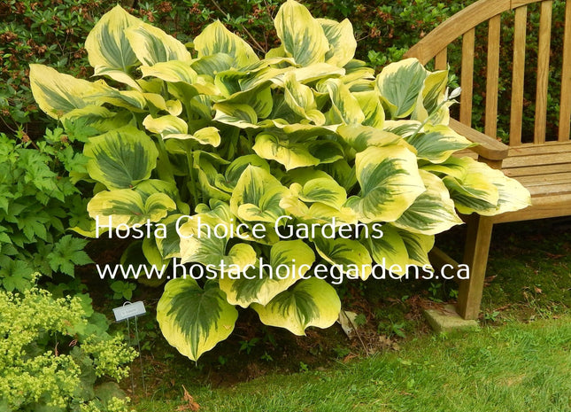 Liberty (26"x63") PP12,531 - Hosta Choice Gardens - Becancour, QC