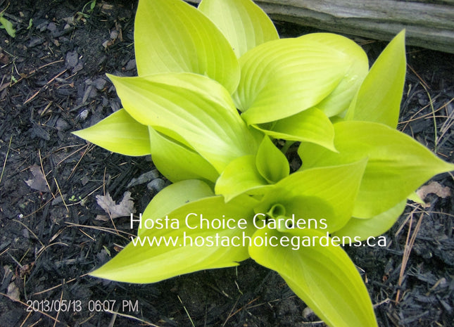 Limetini (8"x22") - Hosta Choice Gardens - Becancour, QC