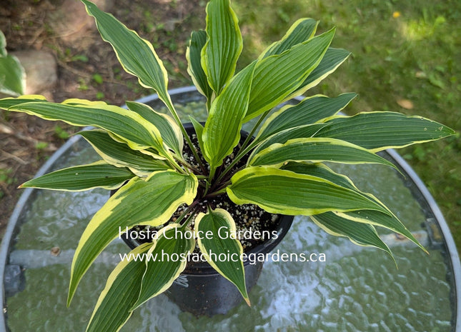 Long Tail Lights (10"x24") - Hosta Choice Gardens - Becancour, QC