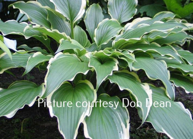 Louie Louie (13"x42") - Hosta Choice Gardens - Becancour, QC