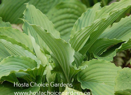 Love Song (22"x47") - Hosta Choice Gardens - Becancour, QC