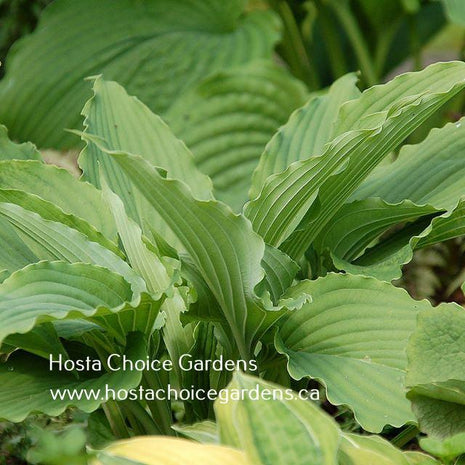 Love Song (22"x47") - Hosta Choice Gardens - Becancour, QC