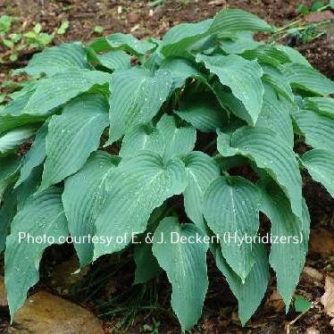 Majordomo (17"x52") - Hosta Choice Gardens - Becancour, QC