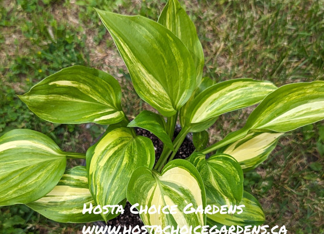 Marbled Cream (16"x50") - Hosta Choice Gardens - Becancour, QC