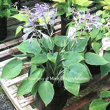 Martini (10"x21") - Hosta Choice Gardens - Becancour, QC