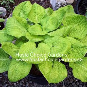 Mayflower Moon (18"x24") - Hosta Choice Gardens - Becancour, QC