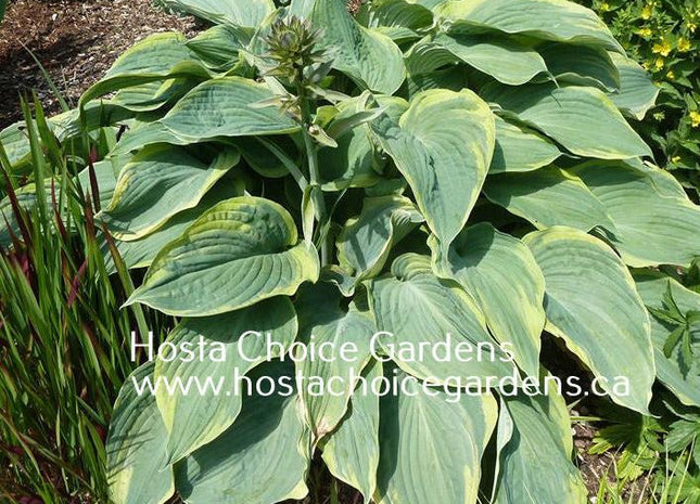 Megan's Angel (24"x55") - Hosta Choice Gardens - Becancour, QC