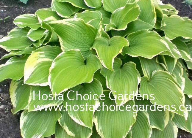 Memories of Dorothy (17"X40") - Hosta Choice Gardens - Becancour, QC