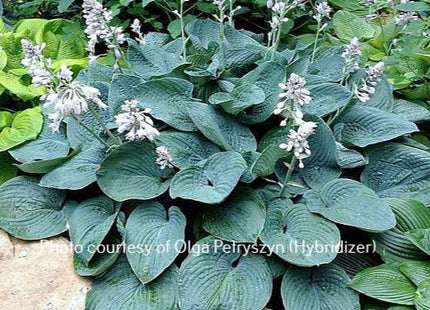 Memphis Blue O/S (30"x39") - Hosta Choice Gardens - Becancour, QC