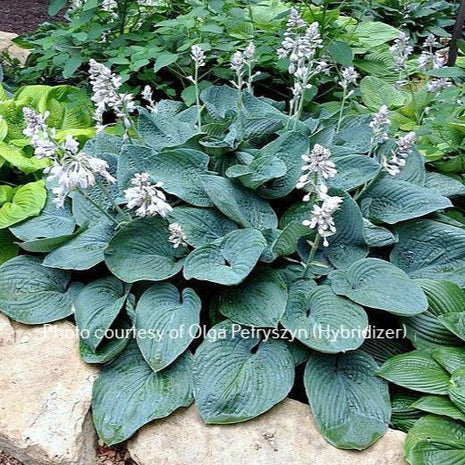 Memphis Blue O/S (30"x39") - Hosta Choice Gardens - Becancour, QC