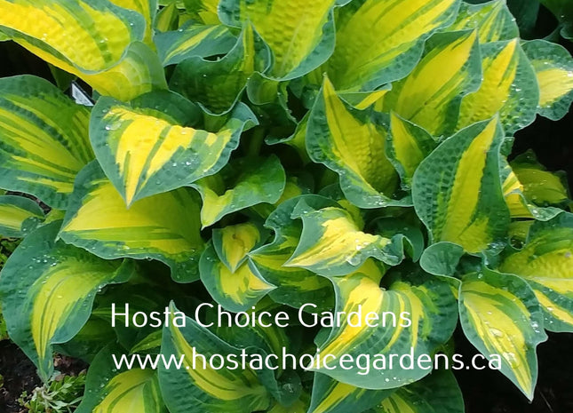 Midlife Crisis - Tummy Tuck O/S (18"x45") Hosta Choice Gardens Introduction - Hosta Choice Gardens - Becancour, QC