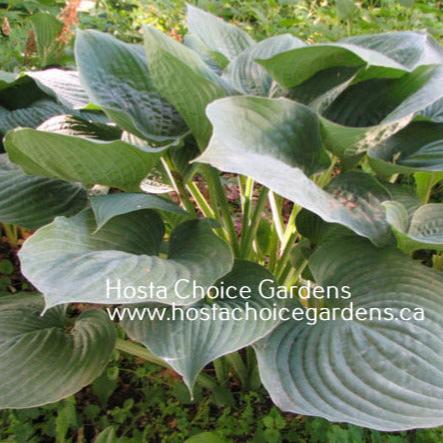 Mike (30"x45") - Hosta Choice Gardens - Becancour, QC