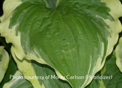 Minnesota Wild (20"x45") - Hosta Choice Gardens - Becancour, QC