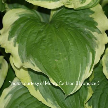 Minnesota Wild (20"x45") - Hosta Choice Gardens - Becancour, QC