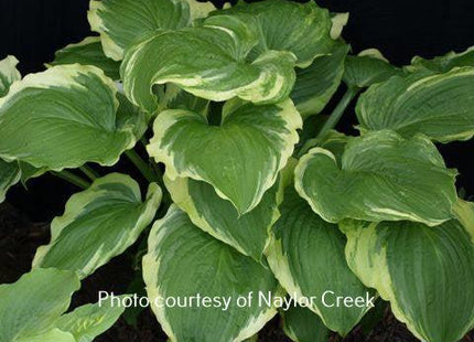 Minnesota Wild (20"x45") - Hosta Choice Gardens - Becancour, QC