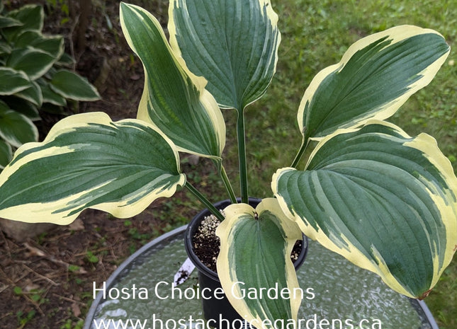 Mint Condition O/S (17"H) - Hosta Choice Gardens - Becancour, QC