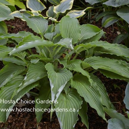 Miss American Pie (16"x45") - Hosta Choice Gardens - Becancour, QC