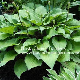 Miss Linda Smith (16"x30") - Hosta Choice Gardens - Becancour, QC