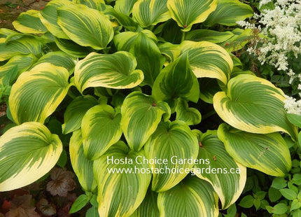 montana Aureomarginata (27"x68") - Hosta Choice Gardens - Becancour, QC