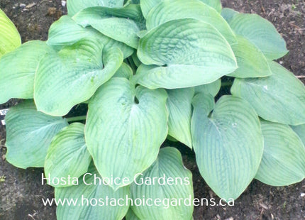 Montreal Blue Ice Storm O/S (32"x82") - Hosta Choice Gardens - Becancour, QC