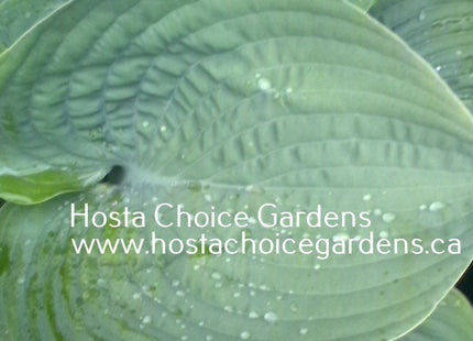 Montreal Blue Ice Storm O/S (32"x82") - Hosta Choice Gardens - Becancour, QC