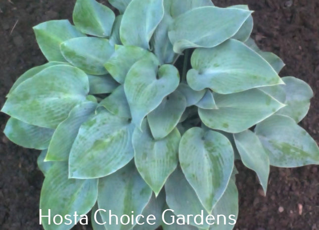 Morocco Blue (13"H) - Hosta Choice Gardens - Becancour, QC