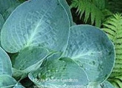 Mystic Star (10"x20") - Hosta Choice Gardens - Becancour, QC