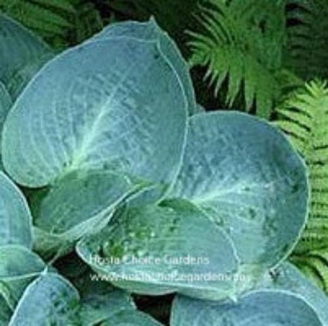 Mystic Star (10"x20") - Hosta Choice Gardens - Becancour, QC