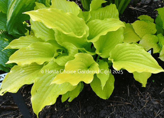 Nancy (11"x24") - Hosta Choice Gardens - Becancour, QC