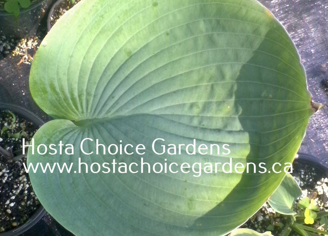 Nancy Gill (26"x58") - Hosta Choice Gardens - Becancour, QC