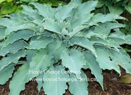 Neptune PP19,674 (24"x47") - Hosta Choice Gardens - Becancour, QC