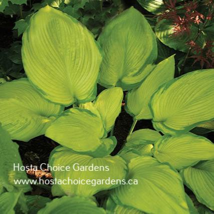 Night Shift (22"x50") - Hosta Choice Gardens - Becancour, QC