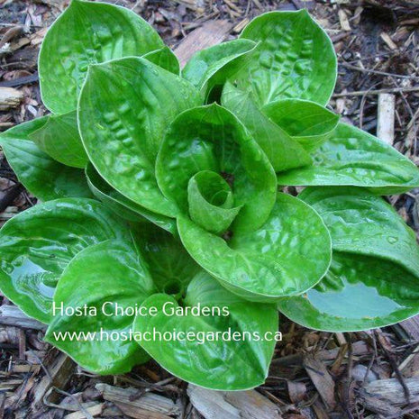 Nippers (9"x12") - Hosta Choice Gardens - Becancour, QC