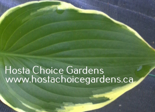 None Lovelier (23"x53") - Hosta Choice Gardens - Becancour, QC