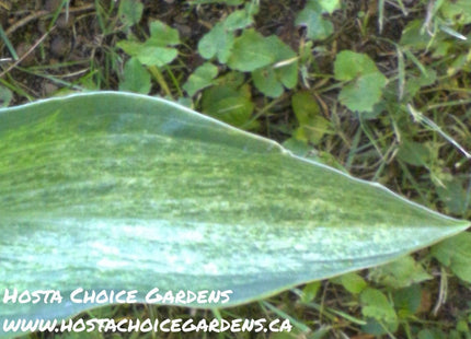 Ocean Isle Gold Dust (21"H) - Hosta Choice Gardens - Becancour, QC