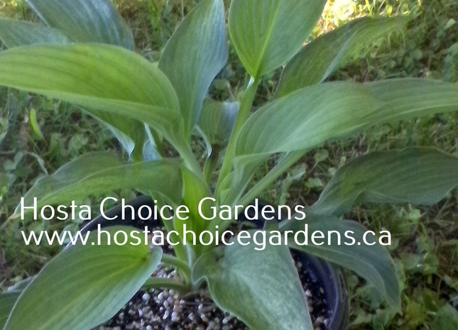 Ocean Isle Gold Dust (21"H) - Hosta Choice Gardens - Becancour, QC