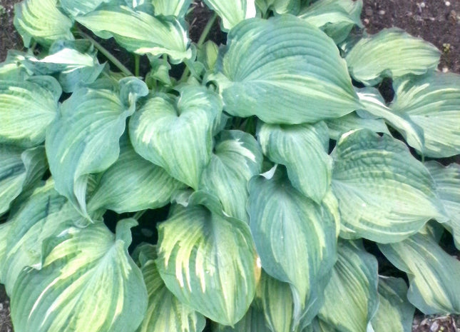 OHS Love In The Mist (20"x40") - Hosta Choice Gardens - Becancour, QC