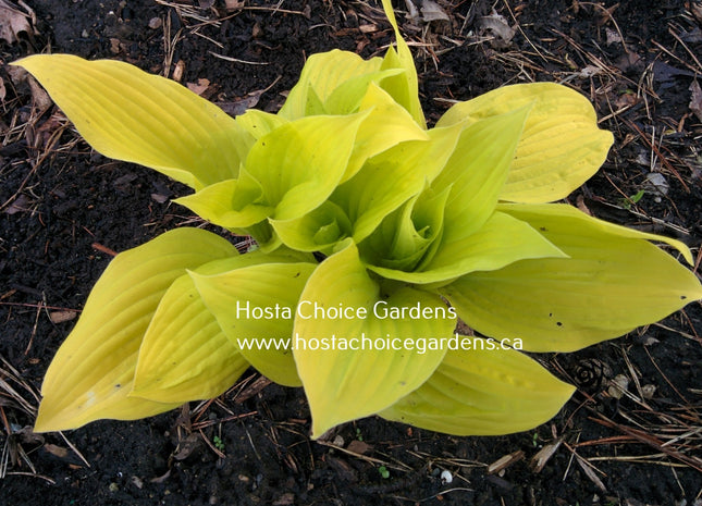 OHS Udo's Labour (9"x18") - Hosta Choice Gardens - Becancour, QC