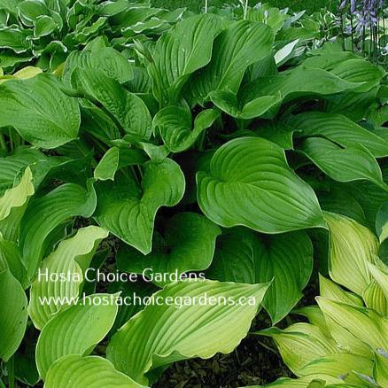 Old Faithful (28"x50") - Hosta Choice Gardens - Becancour, QC