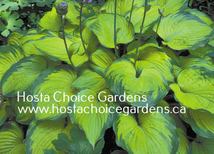 Old Glory (24"x60") PP12,503 - Hosta Choice Gardens - Becancour, QC