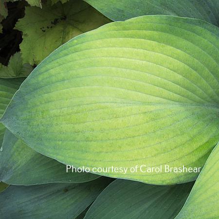 Olympic Gold Medal (15"H) - Hosta Choice Gardens - Becancour, QC