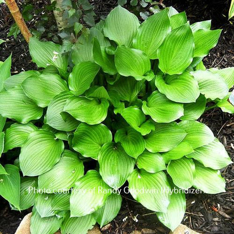 Pandora O/S (12"x23") - Hosta Choice Gardens - Becancour, QC