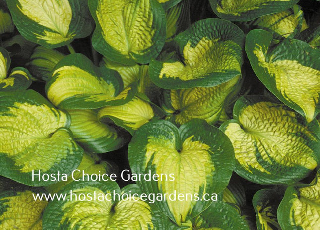 Paradigm (22"x48") - Hosta Choice Gardens - Becancour, QC