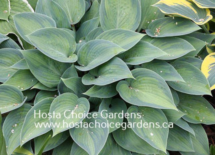 Paradise Joyce (16"X40") PP12,119 - Hosta Choice Gardens - Becancour, QC