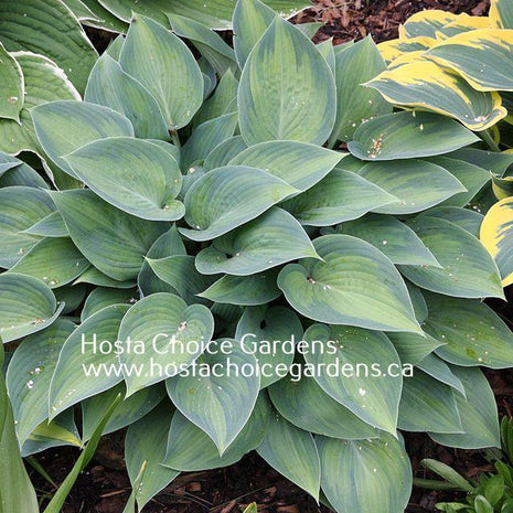 Paradise Joyce (16"X40") PP12,119 - Hosta Choice Gardens - Becancour, QC