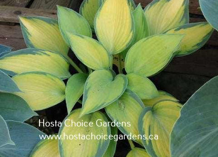 Paradise Joyce (16"X40") PP12,119 - Hosta Choice Gardens - Becancour, QC