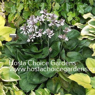 Paradise Restored (15"x35") - Hosta Choice Gardens - Becancour, QC