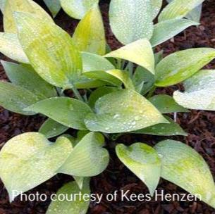 Paradise Sandstorm (16"x35") - Hosta Choice Gardens - Becancour, QC