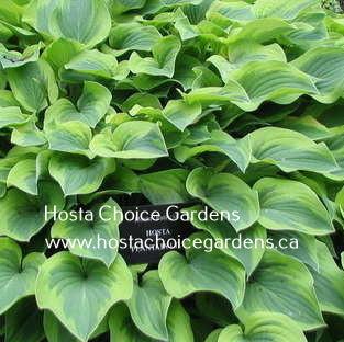 Patricia (14"x24") - Hosta Choice Gardens - Becancour, QC